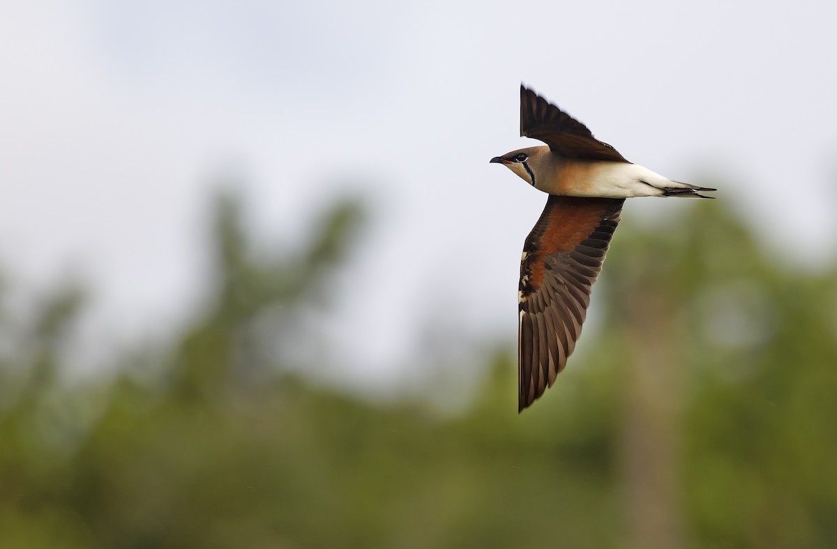 Oriental Pratincole - ML652365837