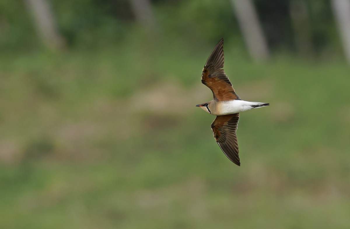 Oriental Pratincole - ML652365838