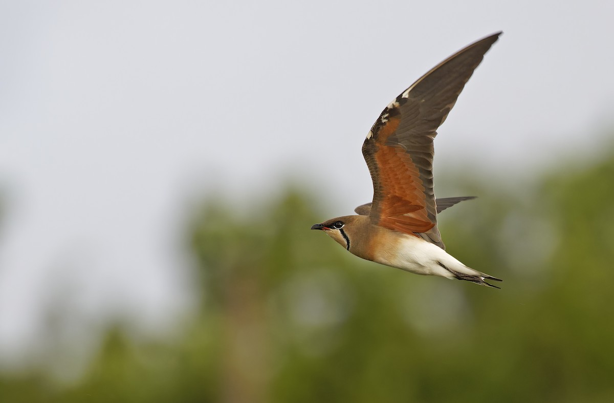 Oriental Pratincole - ML652365839