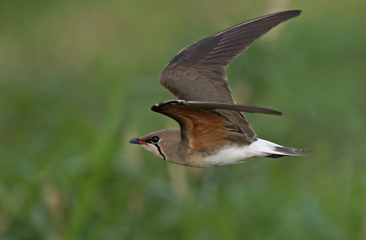 Oriental Pratincole - ML652365840