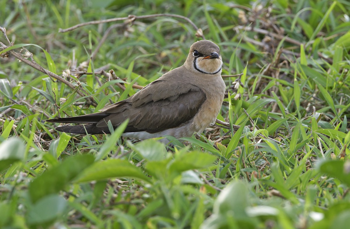 Oriental Pratincole - ML652365841