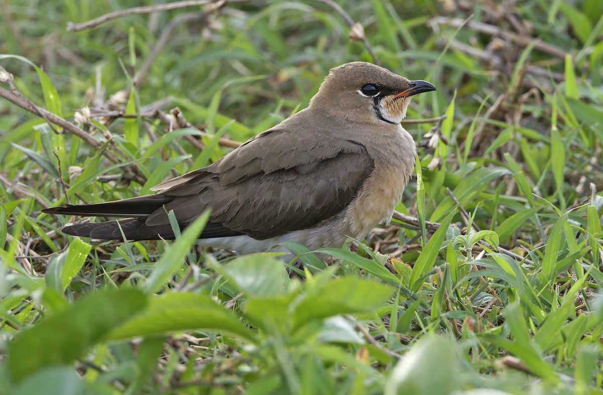 Oriental Pratincole - ML652365842