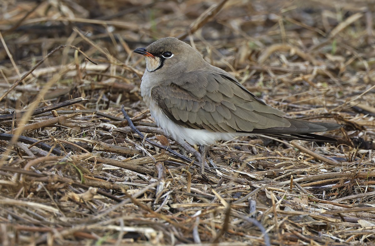 Oriental Pratincole - ML652365843