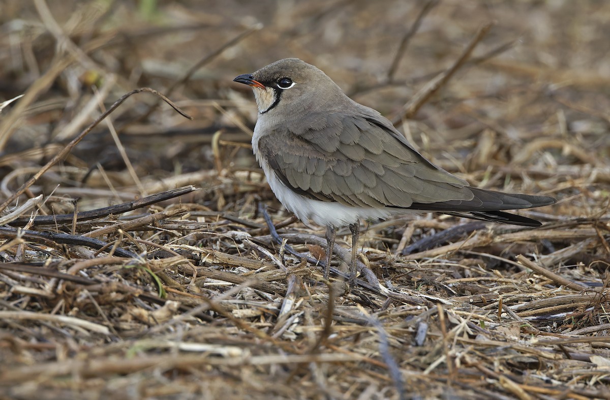 Oriental Pratincole - ML652365844