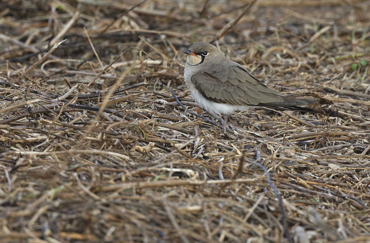Oriental Pratincole - ML652365845