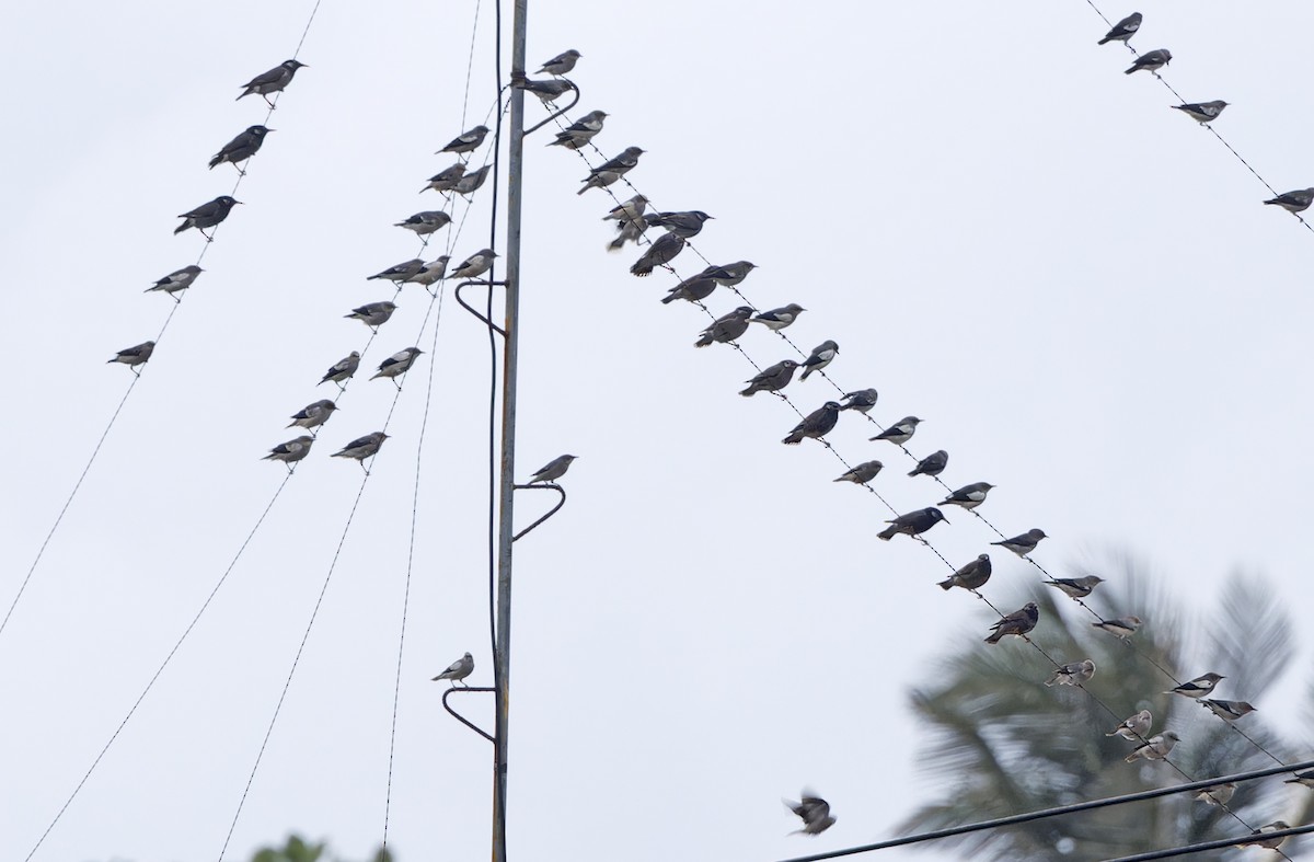 White-cheeked Starling - ML652365849