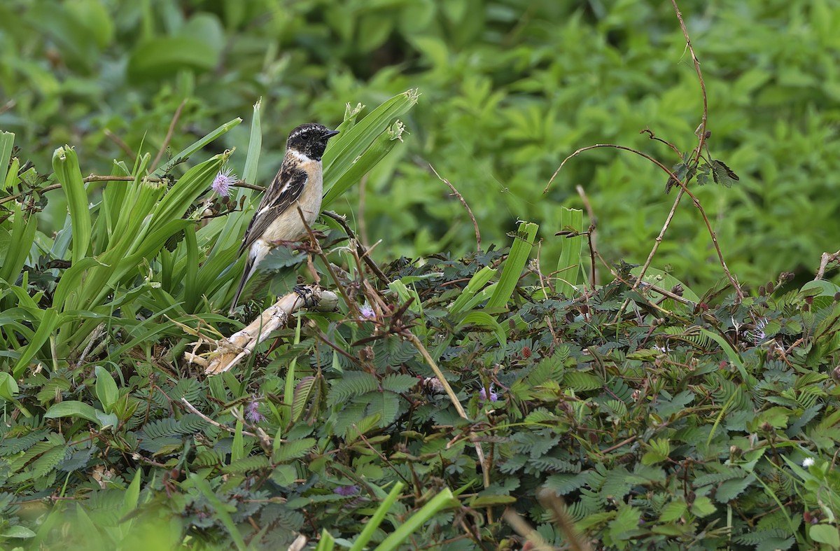 Amur Stonechat - ML652365855