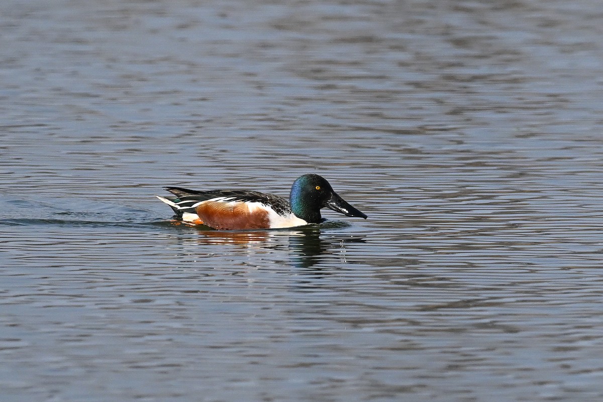 Kaşıkgaga - ML652366024