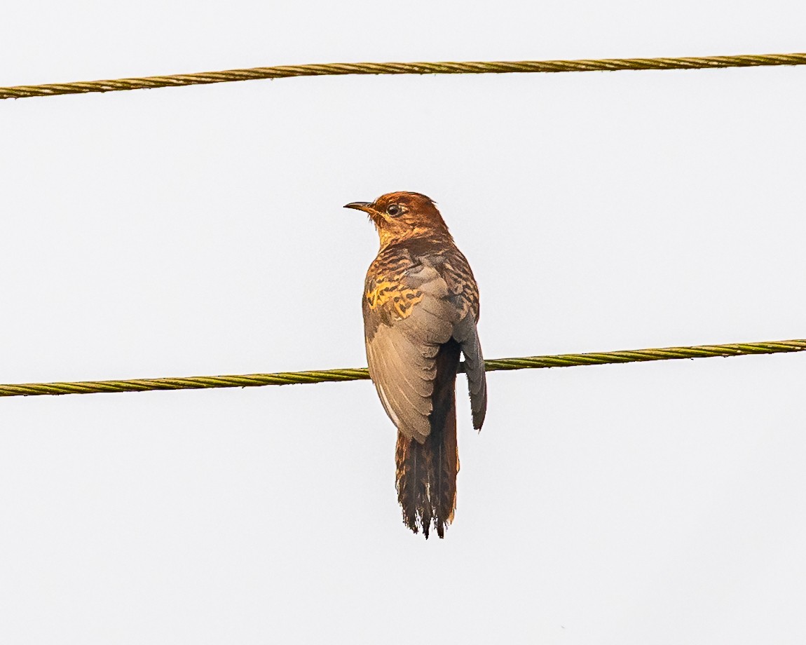 Gri Guguk - ML652366027