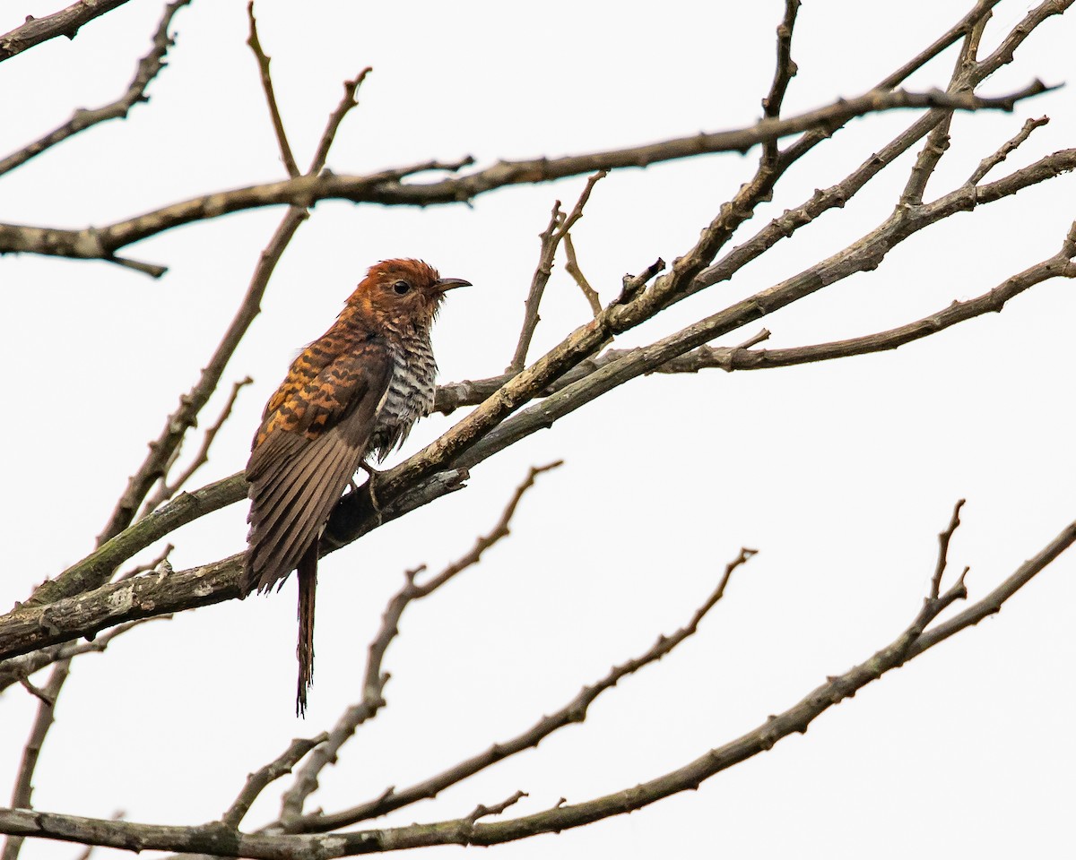 Gri Guguk - ML652366029