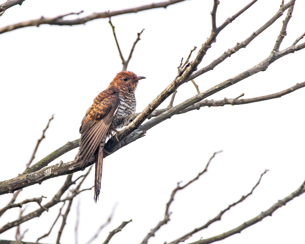 Gri Guguk - ML652366030