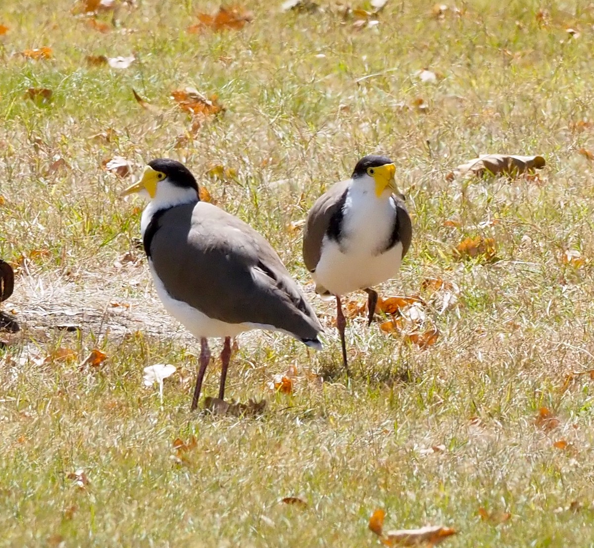 Miğferli Kızkuşu (novaehollandiae) - ML652366031