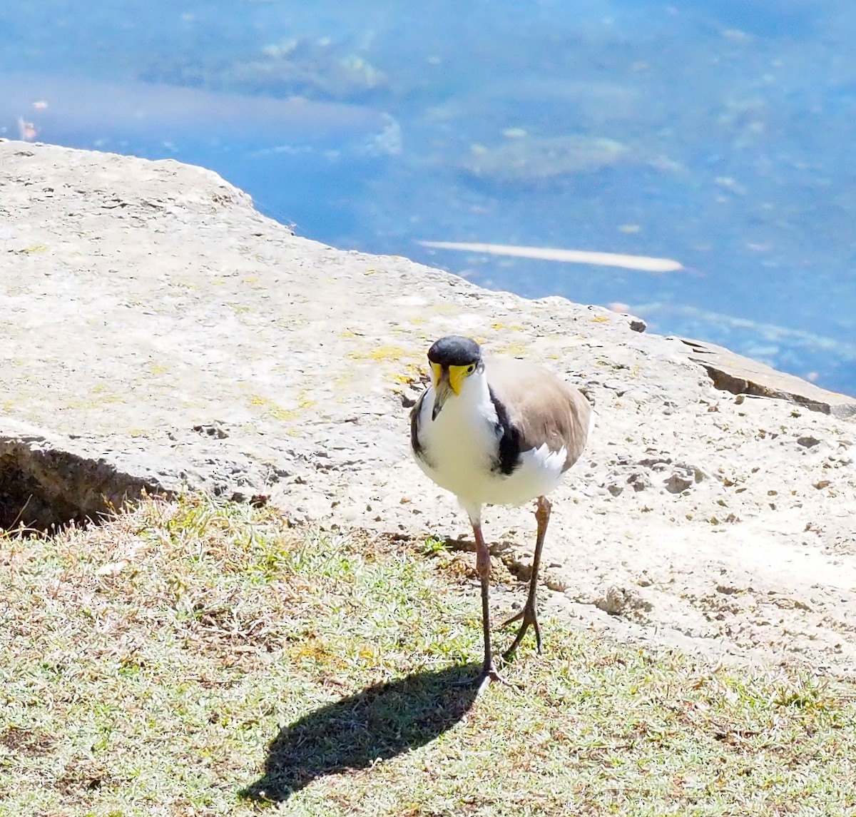 Miğferli Kızkuşu (novaehollandiae) - ML652366032