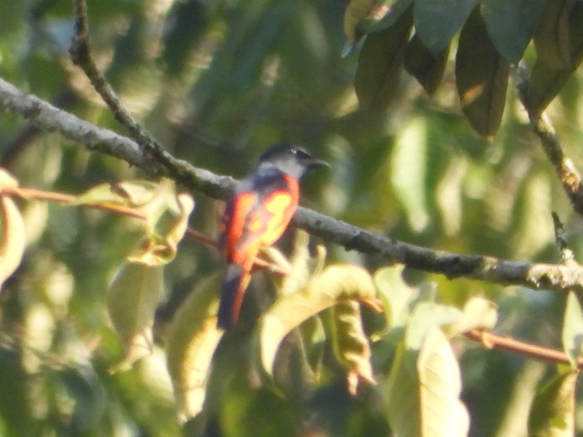 Gri Yanaklı Minivet - ML652366033