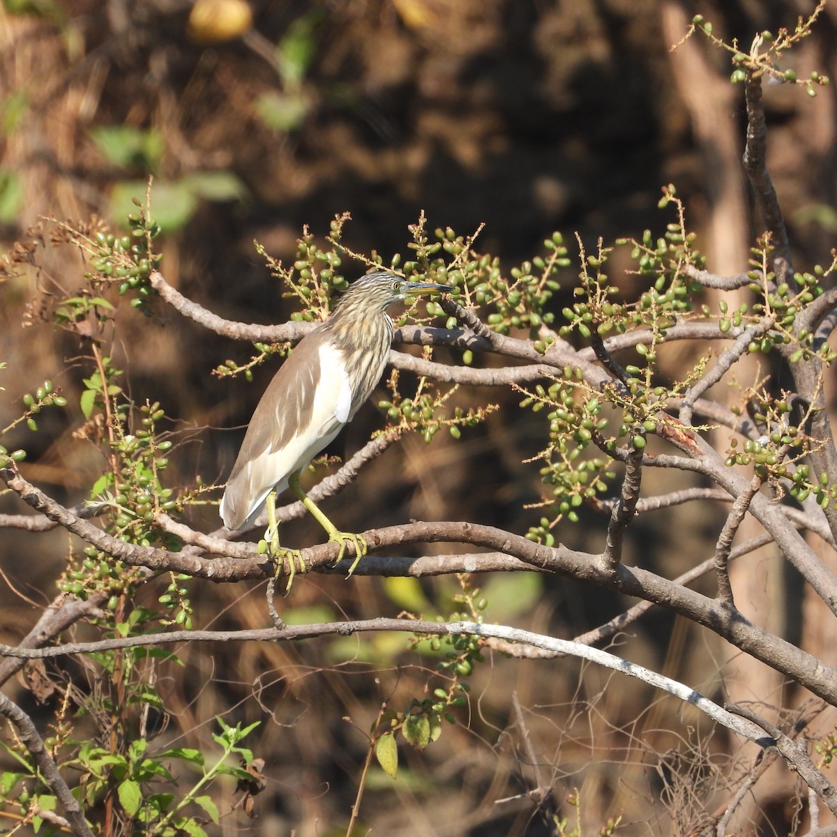 Hint Alaca Balıkçılı - ML652366034