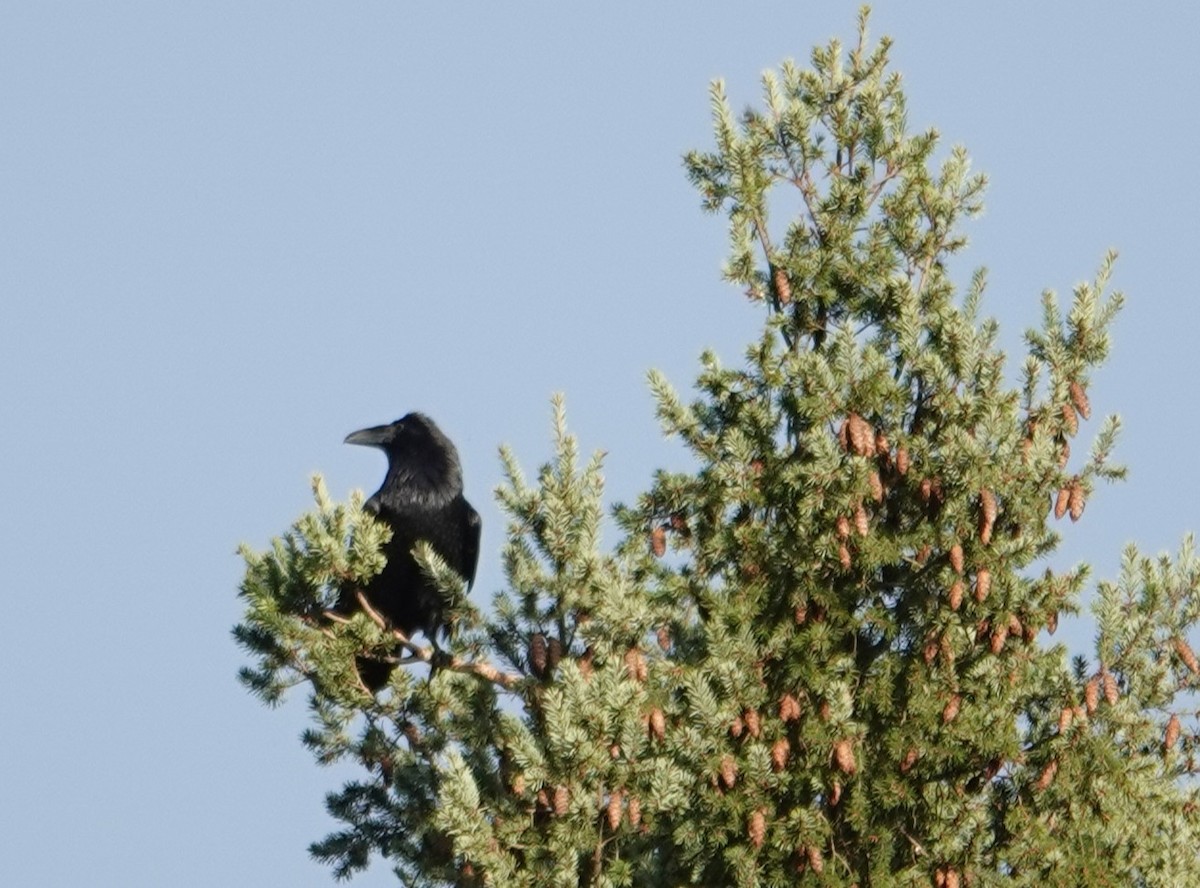 Kuzgun - ML652366035