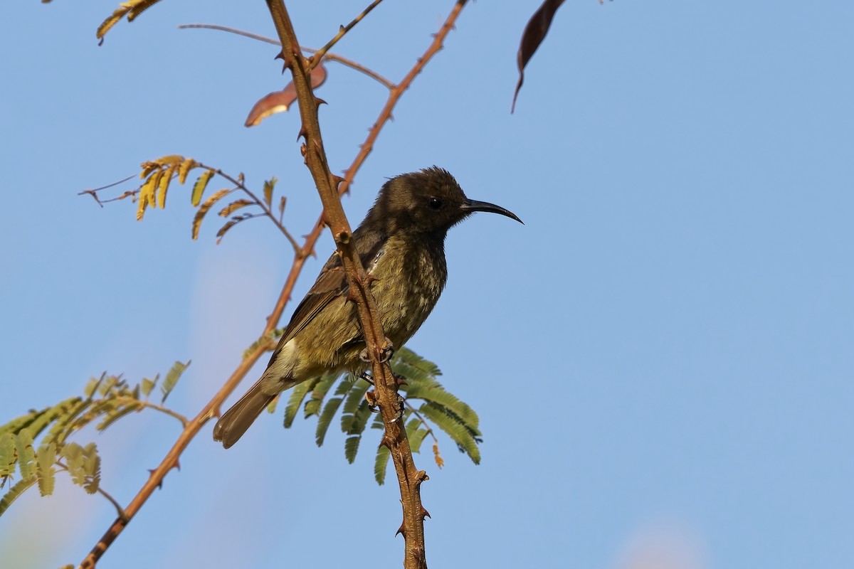 Al Göğüslü Nektarkuşu - ML652366036