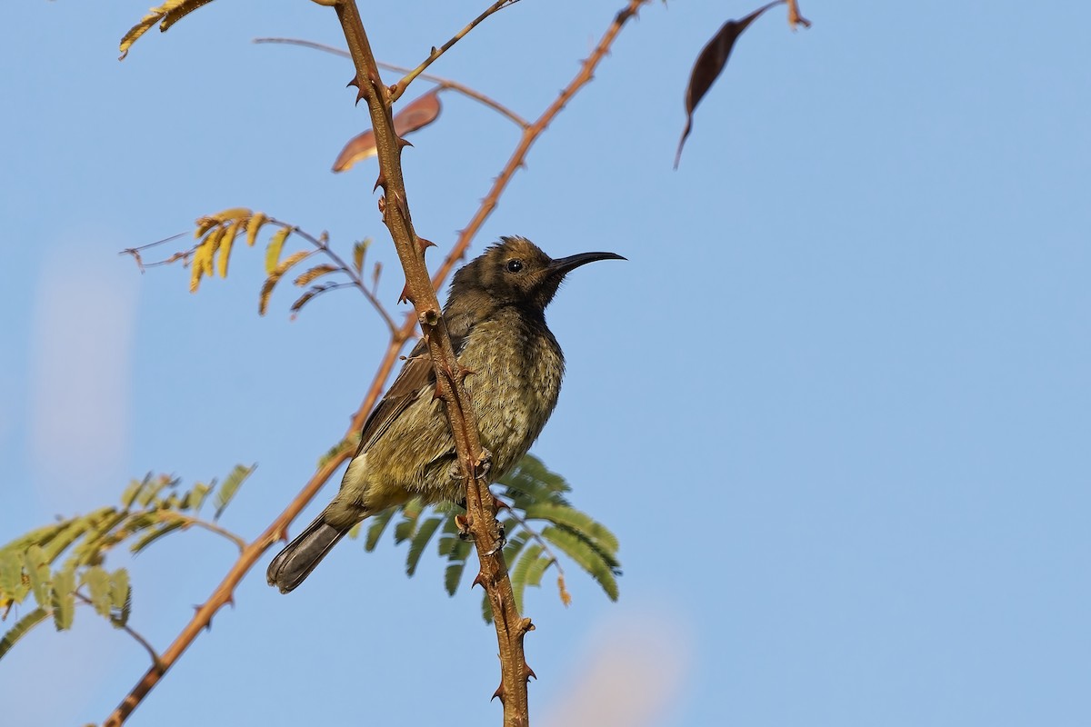 Al Göğüslü Nektarkuşu - ML652366037