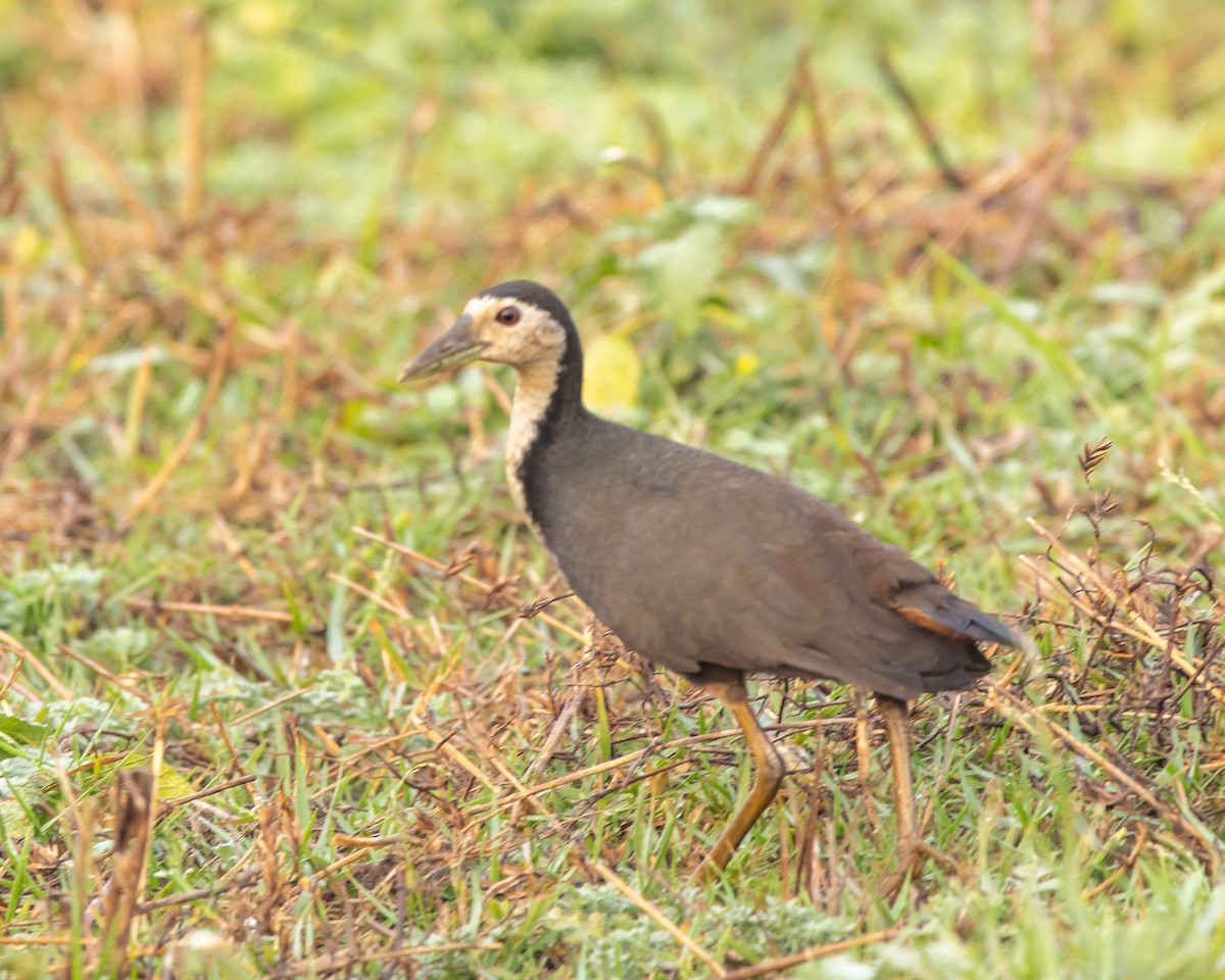 Ak Göğüslü Suyelvesi - ML652366038