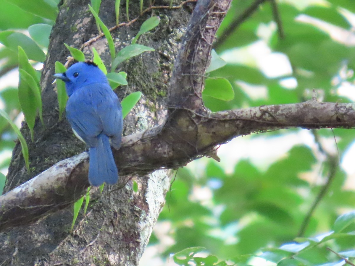 Gök Mavisi Monark - ML652366039