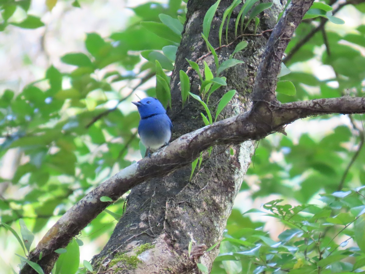 Gök Mavisi Monark - ML652366041