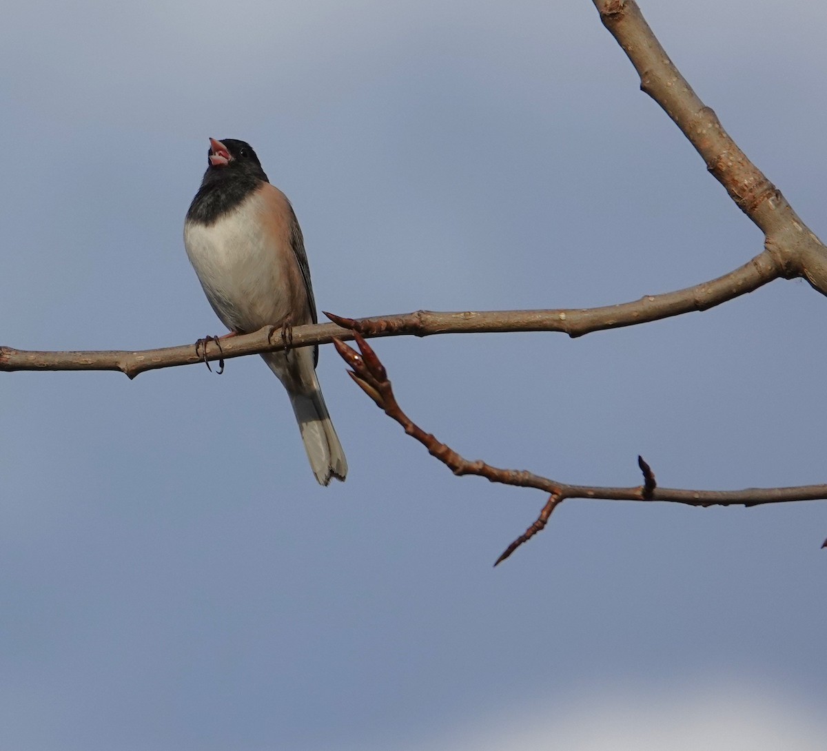 Kara Gözlü Junko - ML652366042