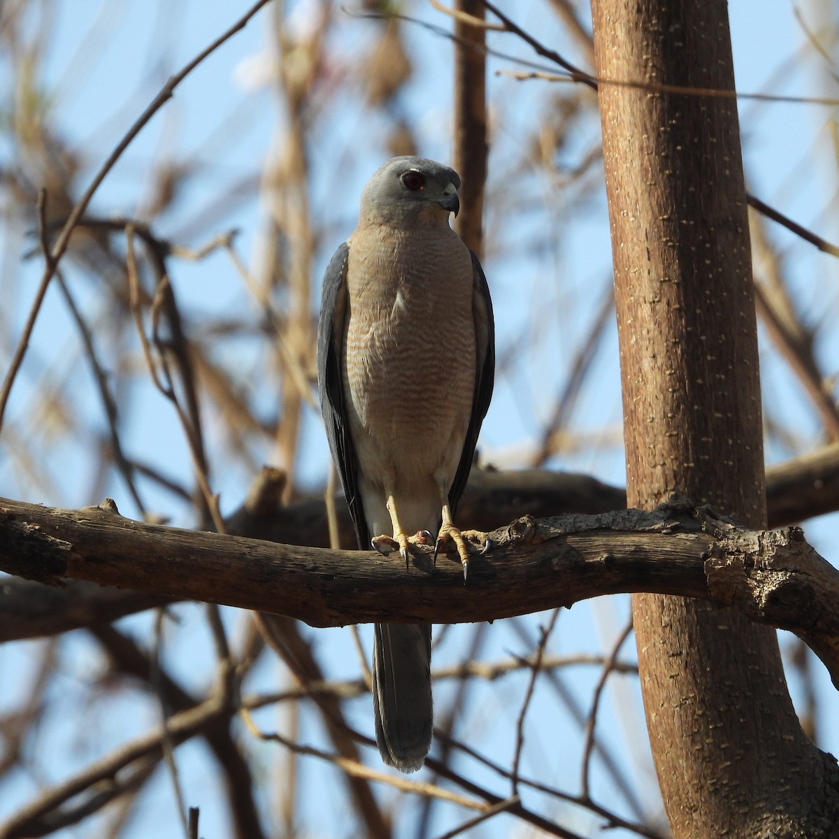 Şikra - ML652366043