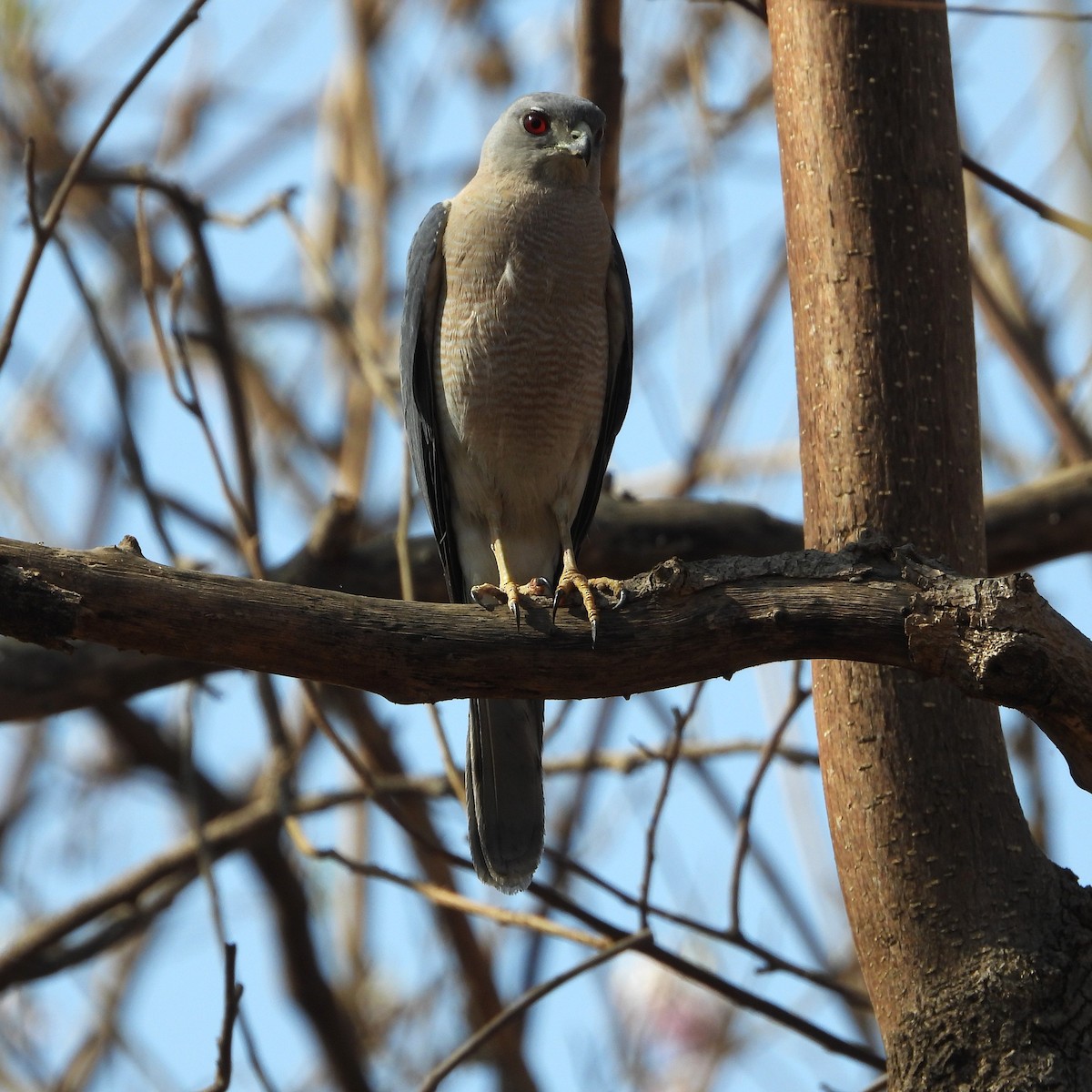 Şikra - ML652366044