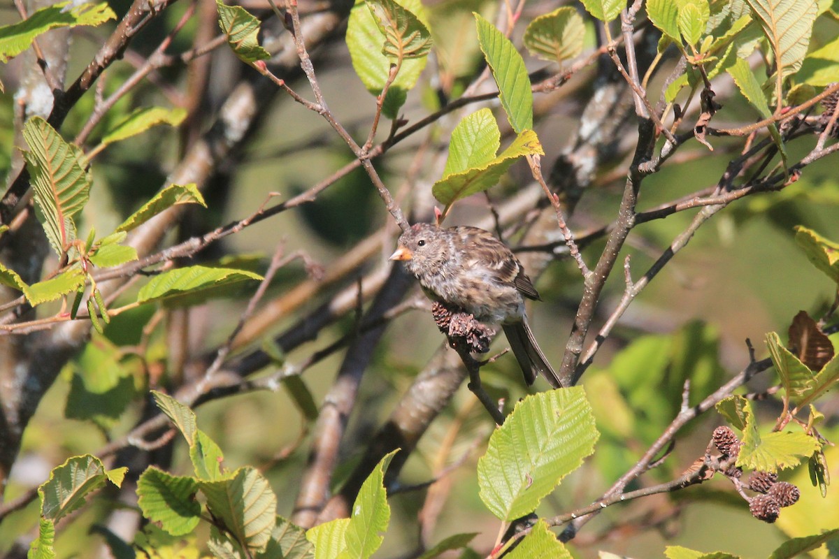 Acanthis flammea flammea/rostrata/islandica - ML652366045
