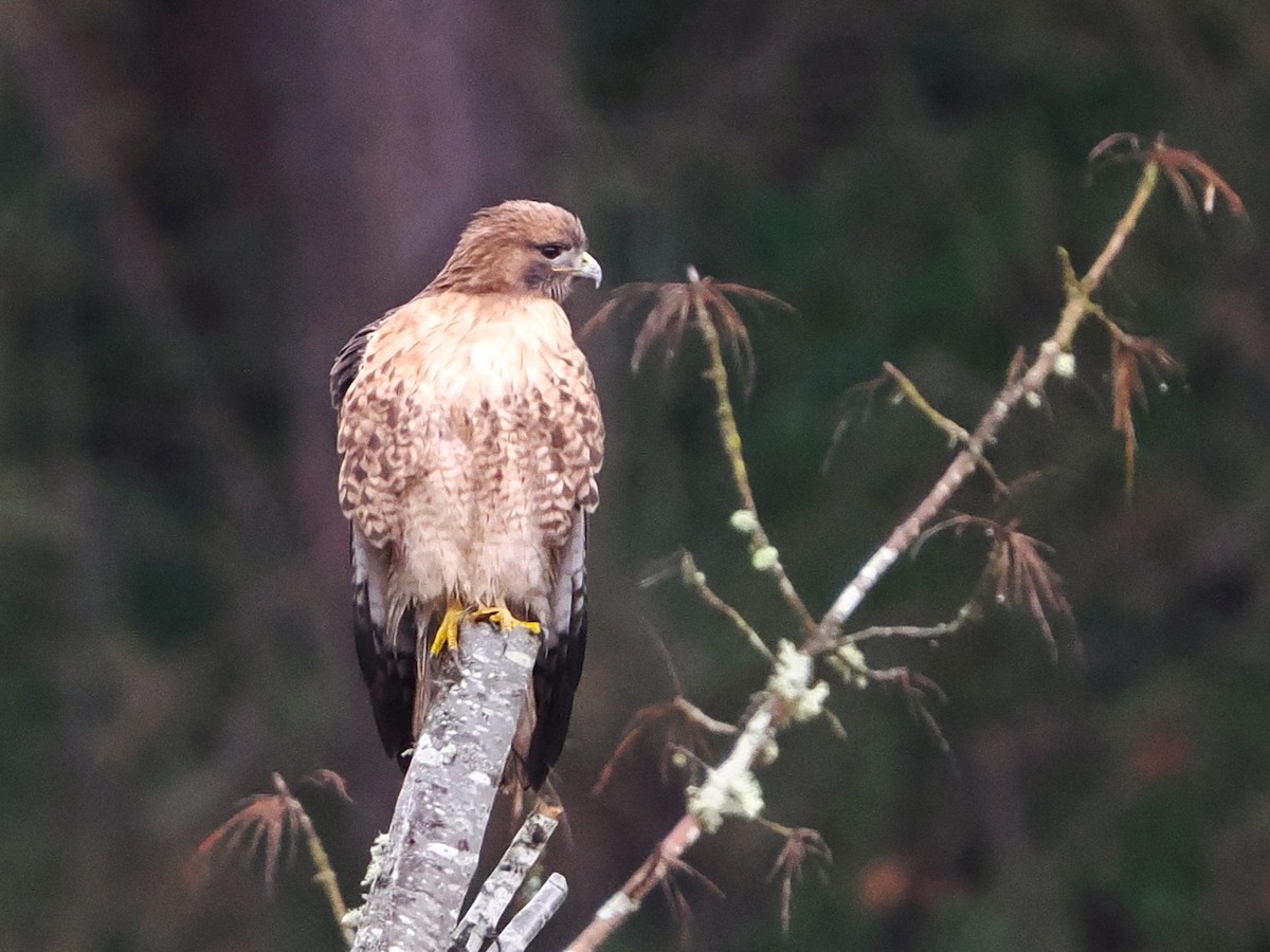 Kızıl Kuyruklu Şahin - ML652366046