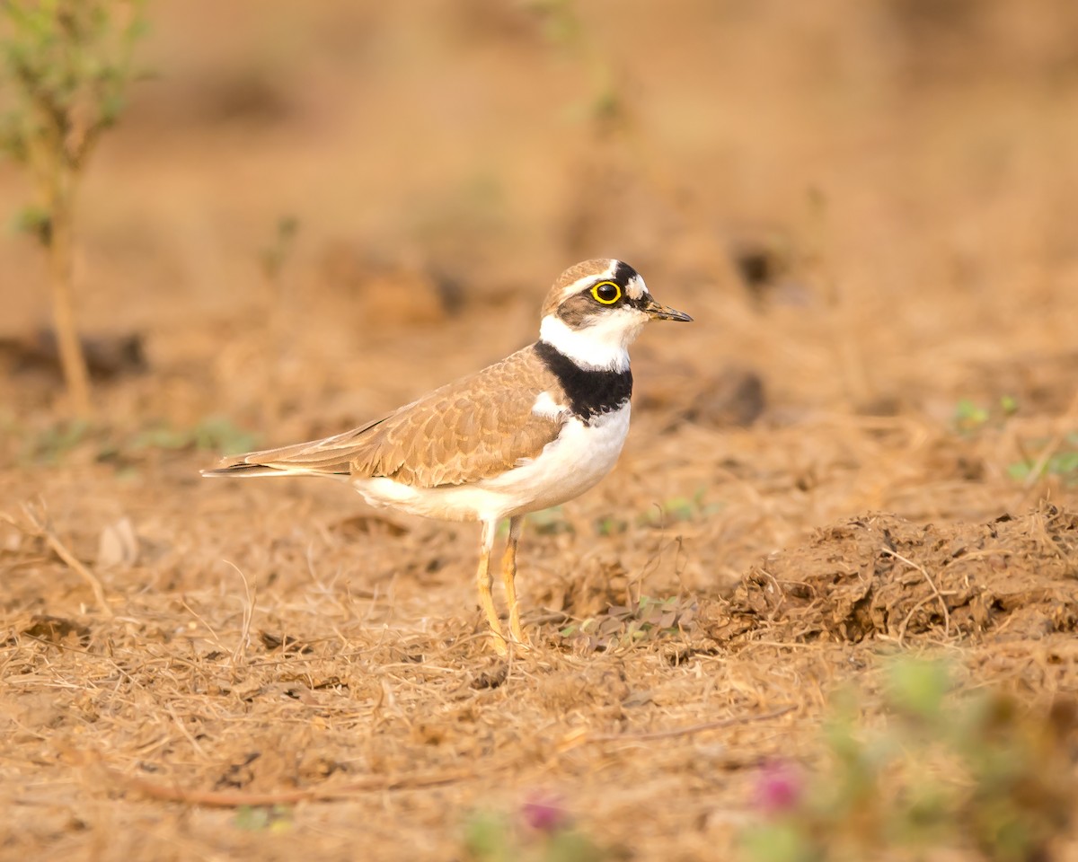 Halkalı Küçük Cılıbıt - ML652366047