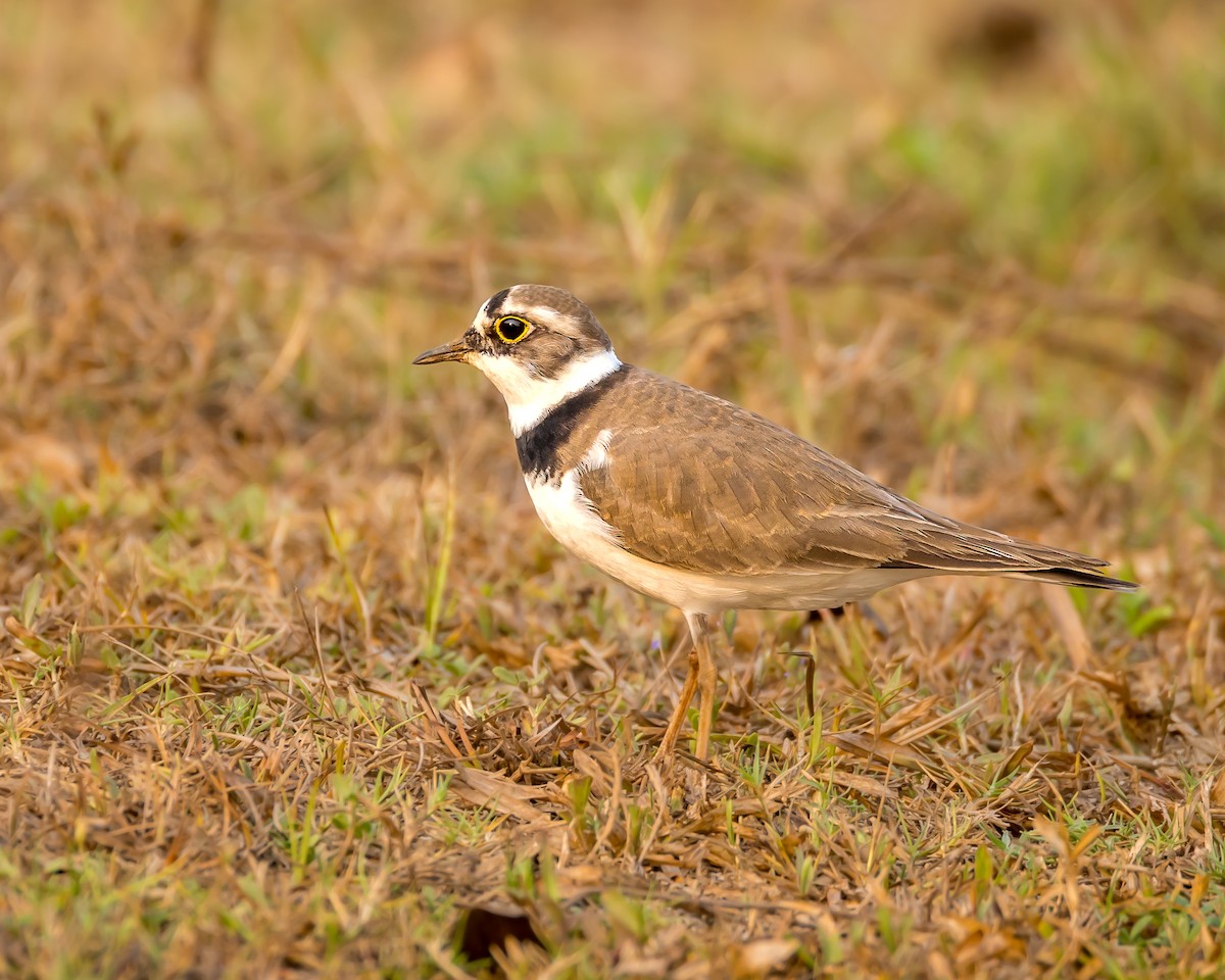 Halkalı Küçük Cılıbıt - ML652366048