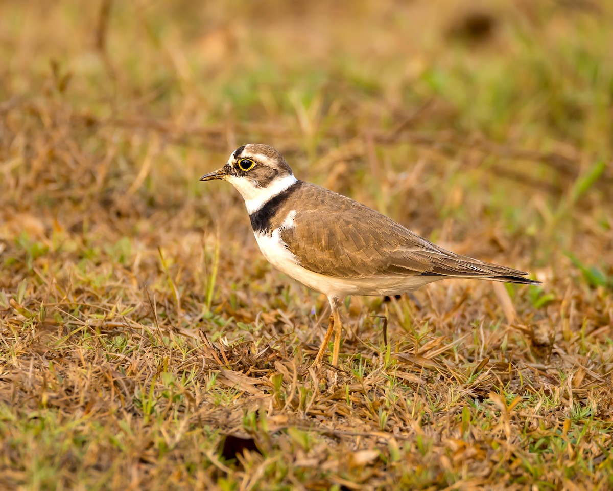 Halkalı Küçük Cılıbıt - ML652366049