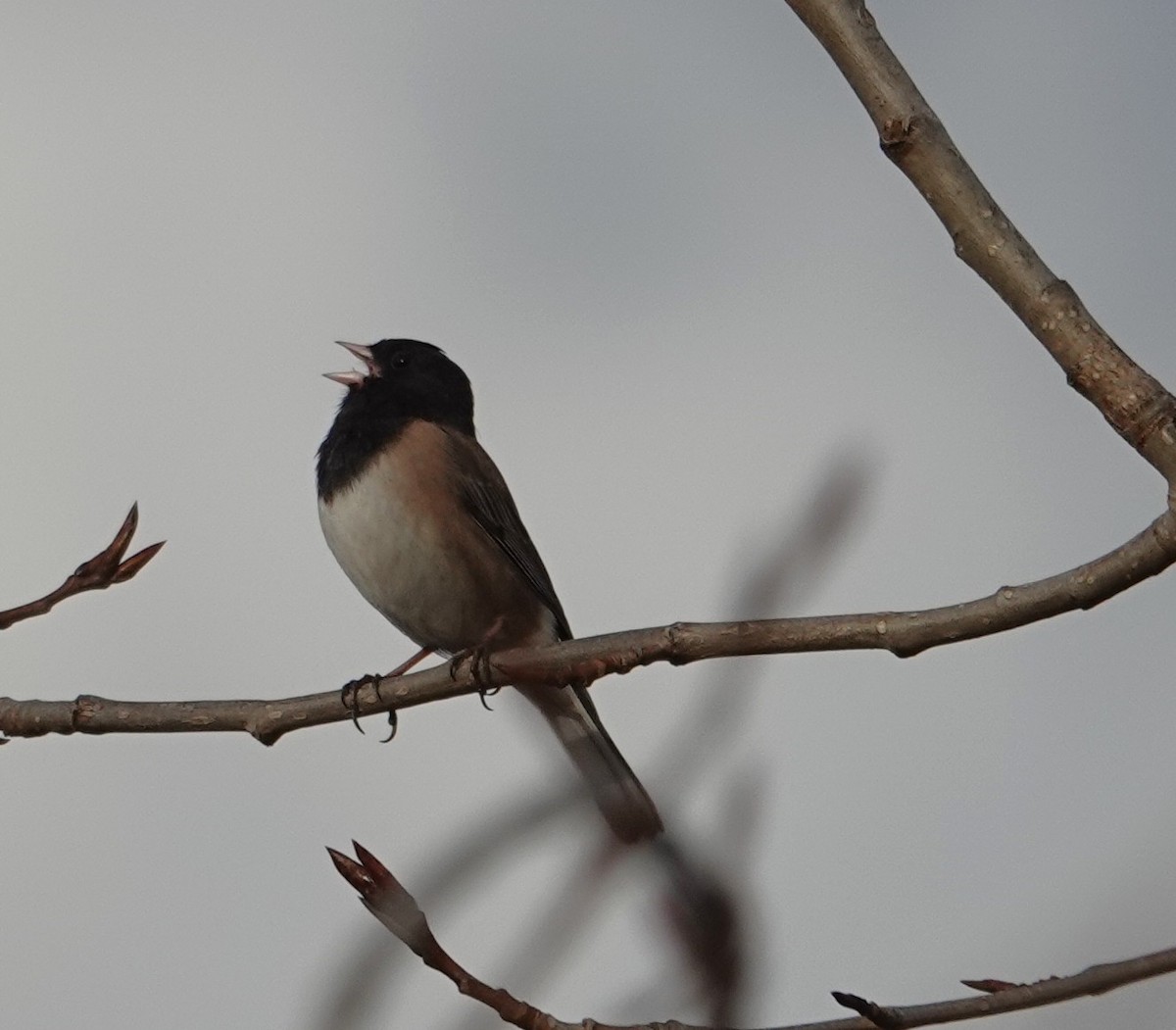 Kara Gözlü Junko - ML652366051