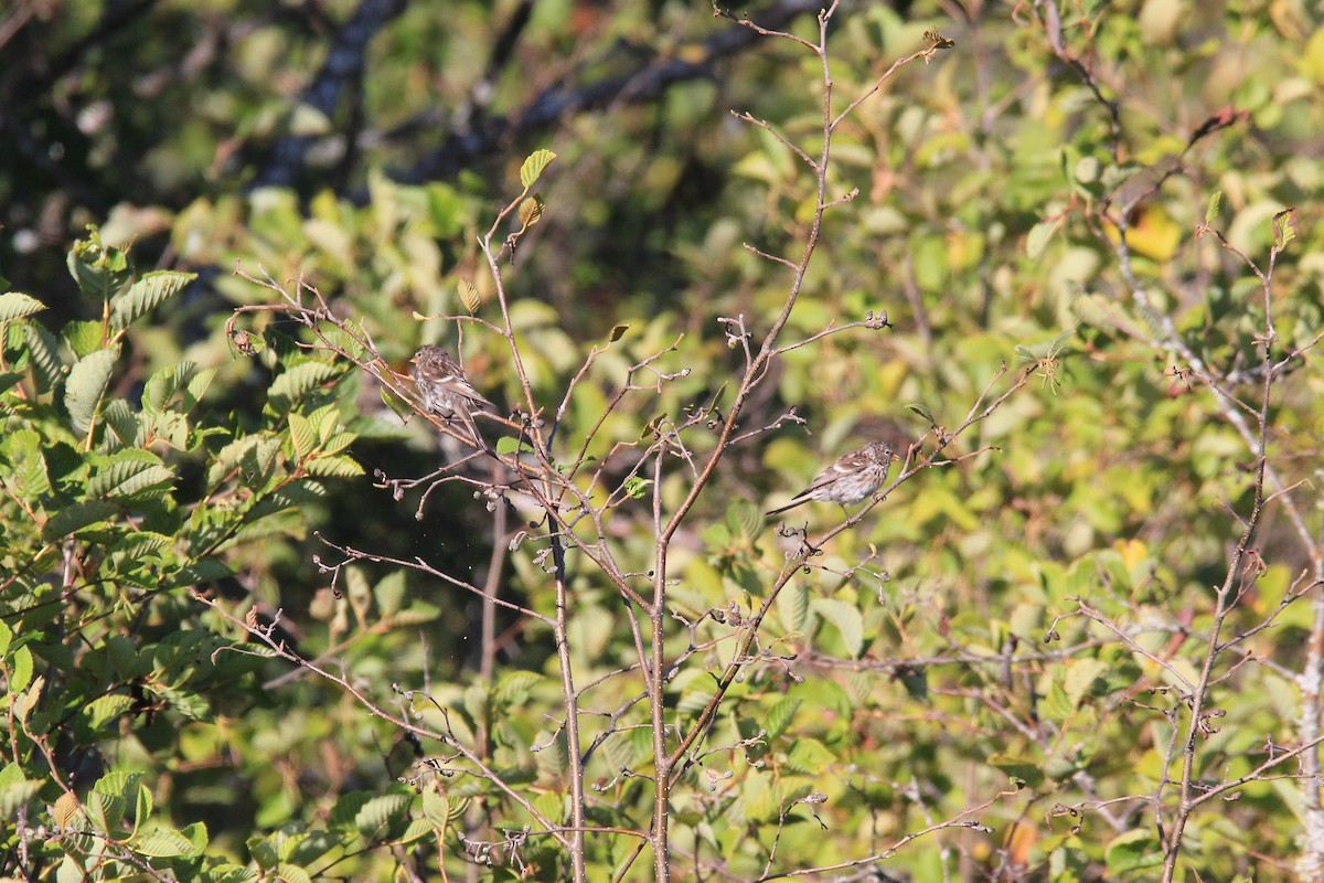 Acanthis flammea flammea/rostrata/islandica - ML652366053