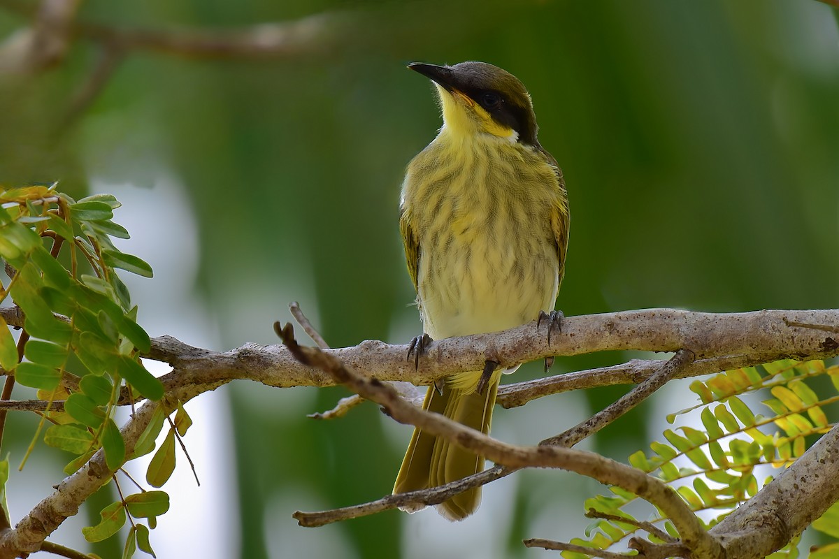 Değişken Renkli Balkuşu - ML652366056