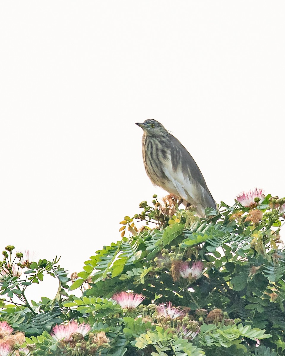 Hint Alaca Balıkçılı - ML652366057