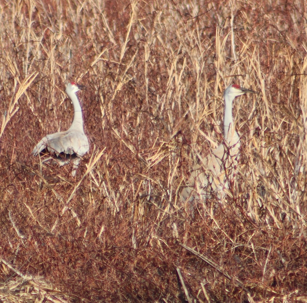 Kanada Turnası - ML652366059