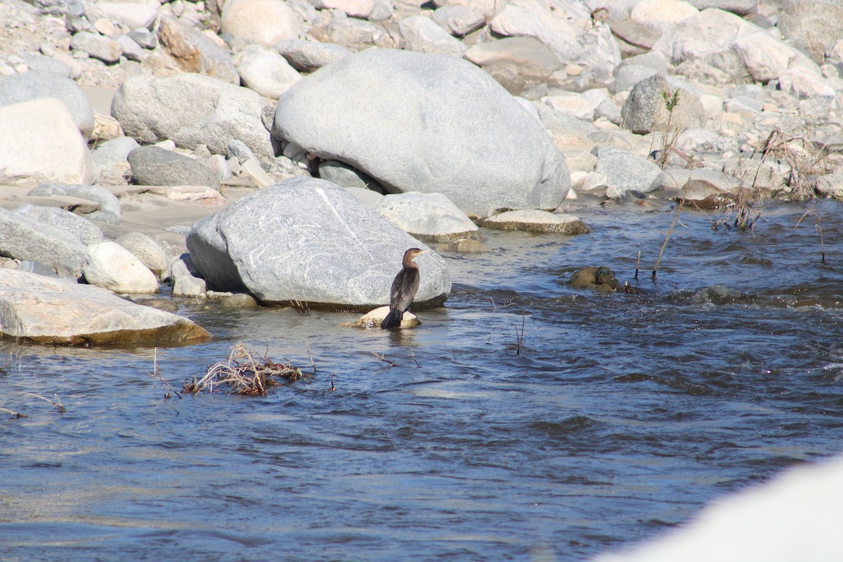 Neotropic Cormorant - ML652366250