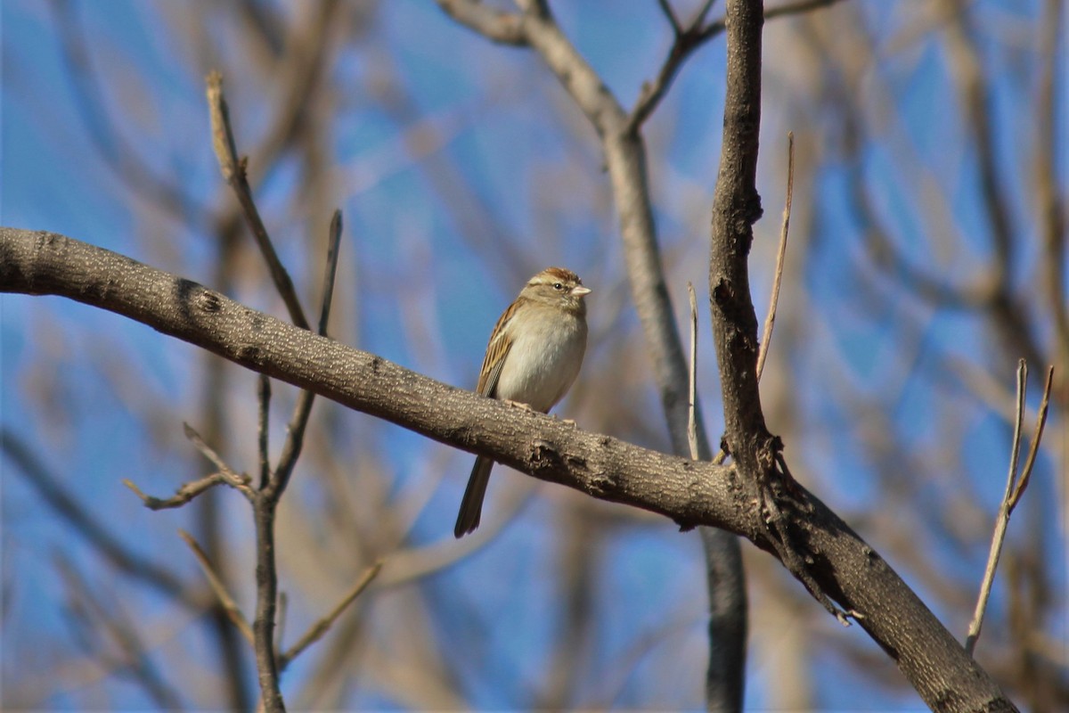Chingolo Cejiblanco - ML652366523