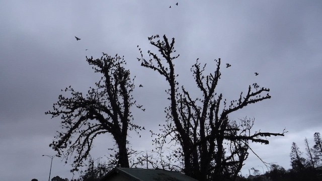 Какаду малий - ML652366825