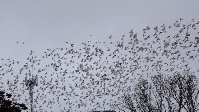 Какаду малий - ML652366828