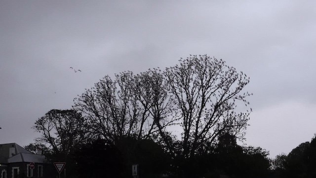 Какаду малий - ML652366832