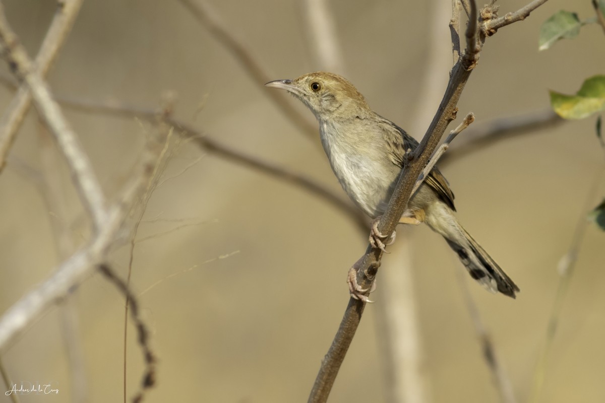 Rattling Cisticola - ML652367005