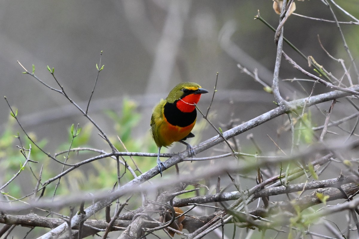 Вюргер зелений [група quadricolor] - ML652367087