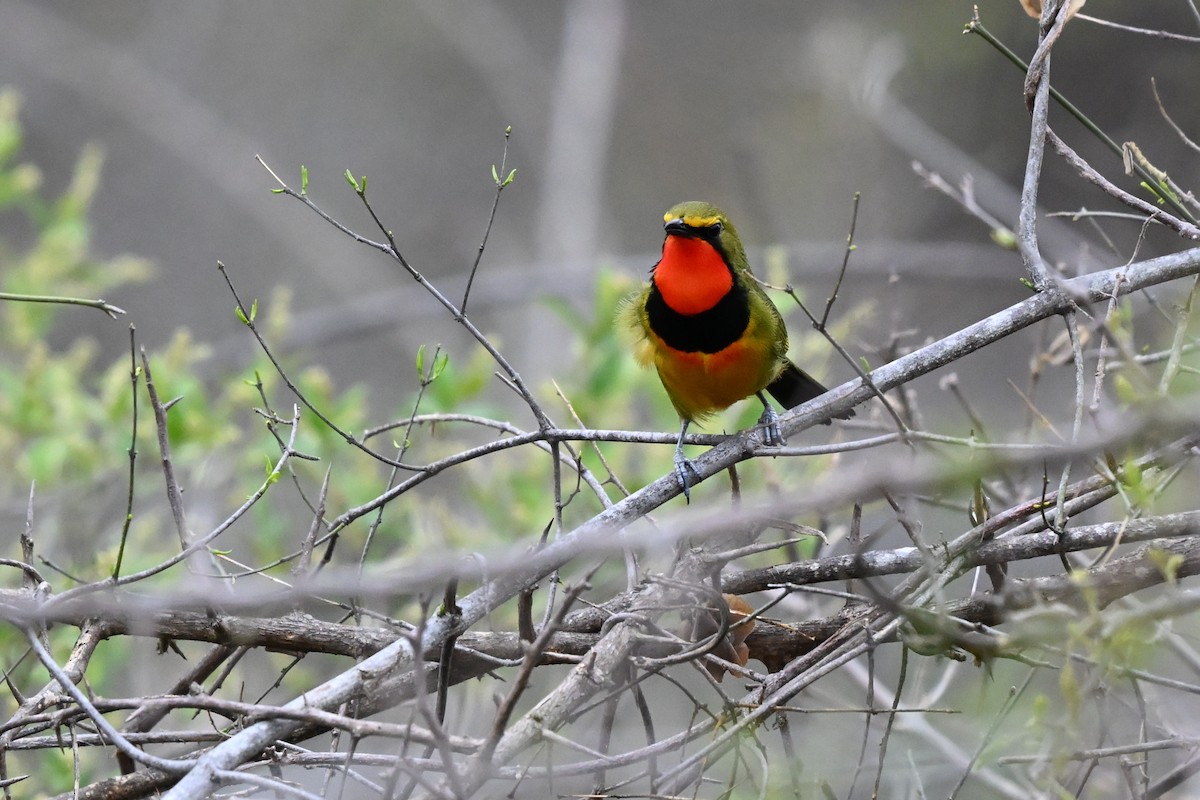 Вюргер зелений [група quadricolor] - ML652367088