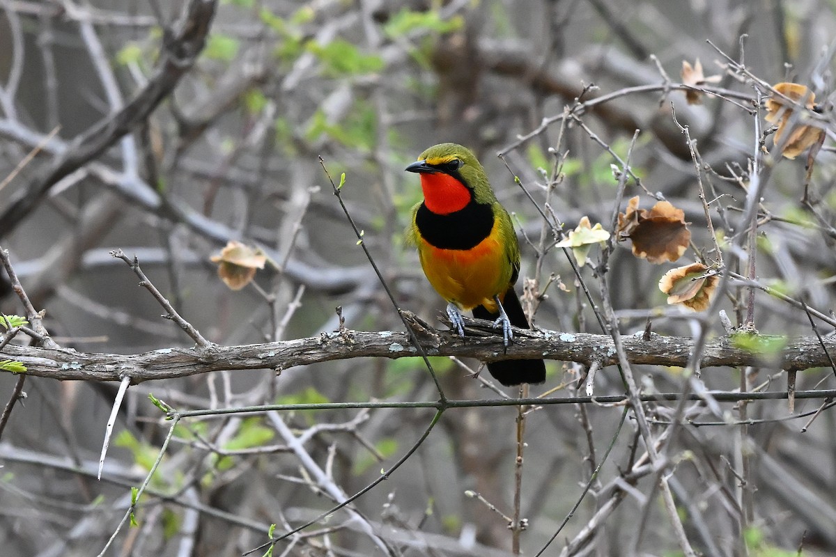 Вюргер зелений [група quadricolor] - ML652367089