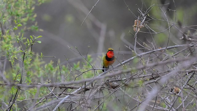 Вюргер зелений [група quadricolor] - ML652367423