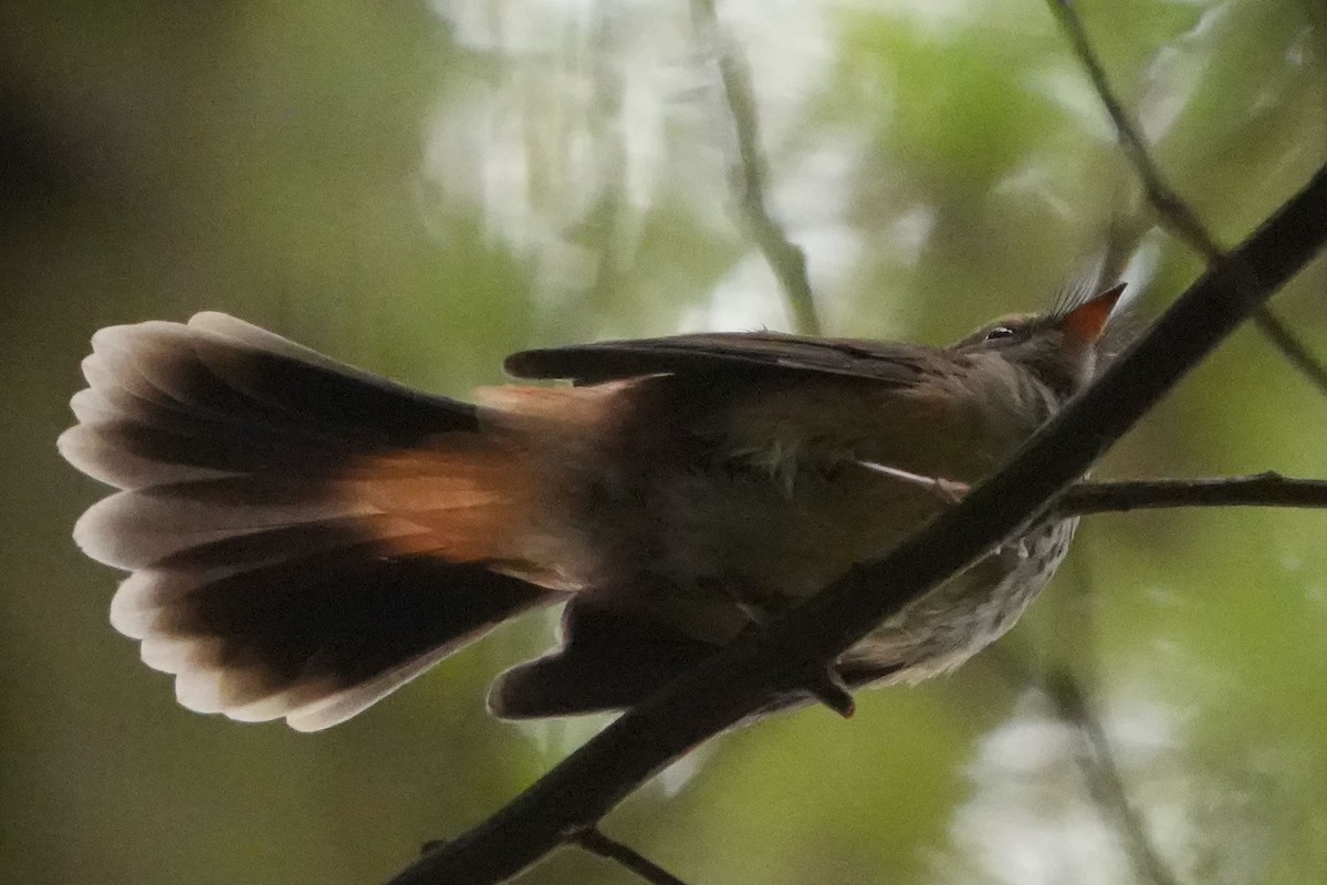 Australian Rufous Fantail - ML652367507