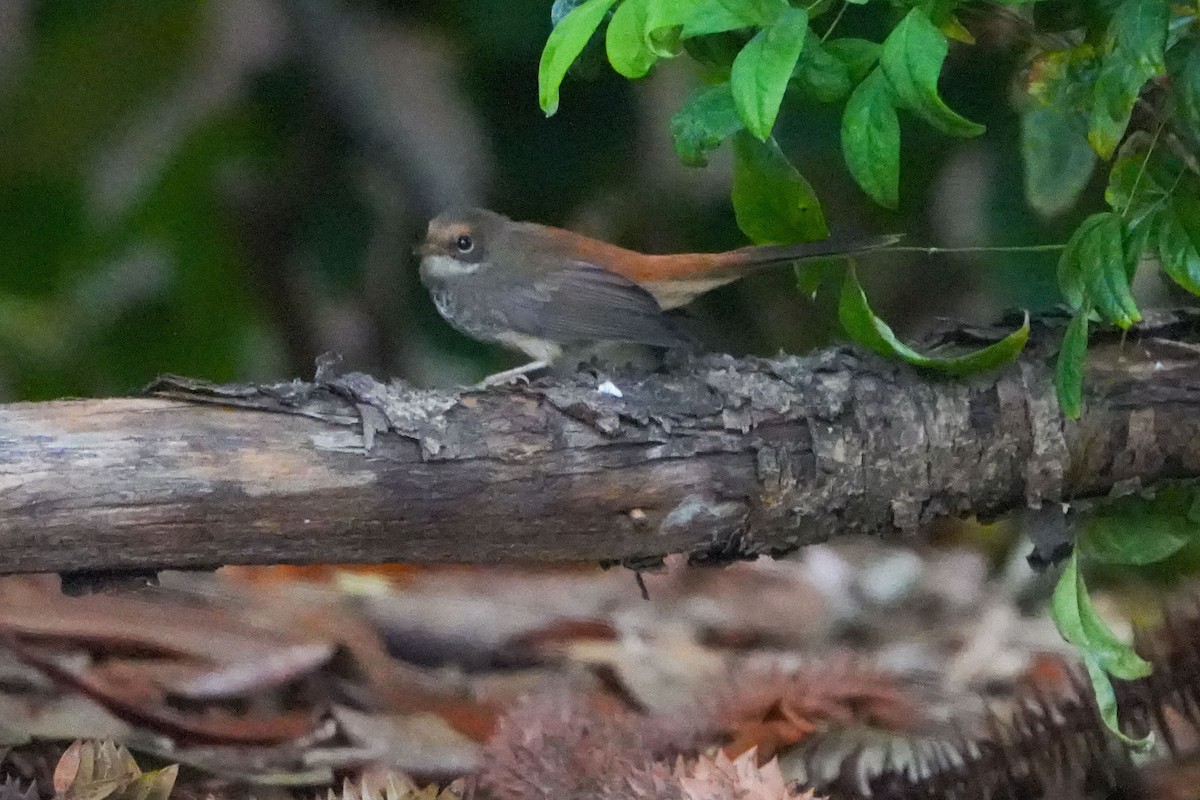 Australian Rufous Fantail - ML652367523